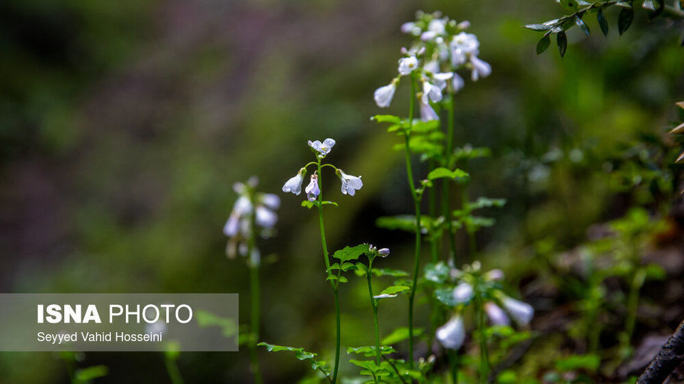 آبشارهای روستای «شالما» آبشارهای روستای «شالما»