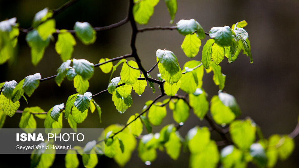 آبشارهای روستای «شالما» آبشارهای روستای «شالما»