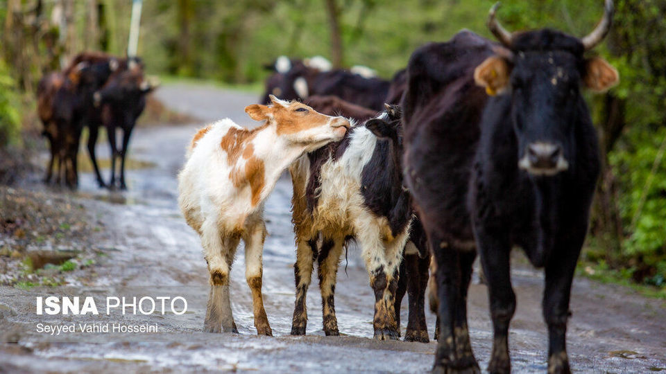 آبشارهای روستای «شالما» آبشارهای روستای «شالما»