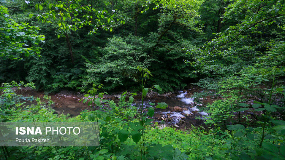 طبیعت بهاری «سیاهکل» طبیعت بهاری «سیاهکل»