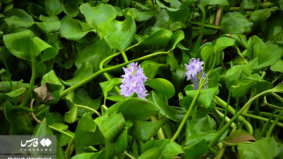 تالاب انزلی تالاب انزلی