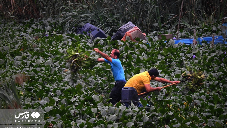 تالاب انزلی تالاب انزلی