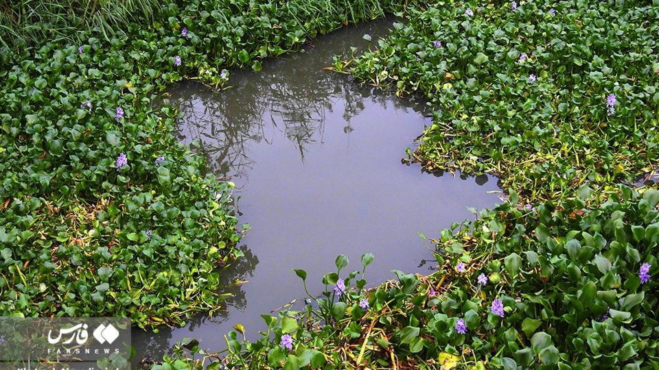 تالاب انزلی تالاب انزلی