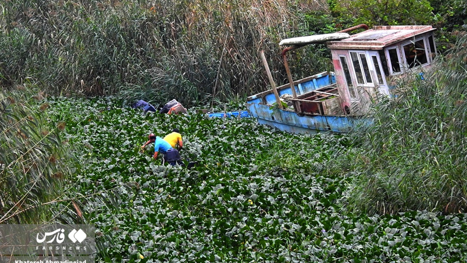 تالاب انزلی تالاب انزلی