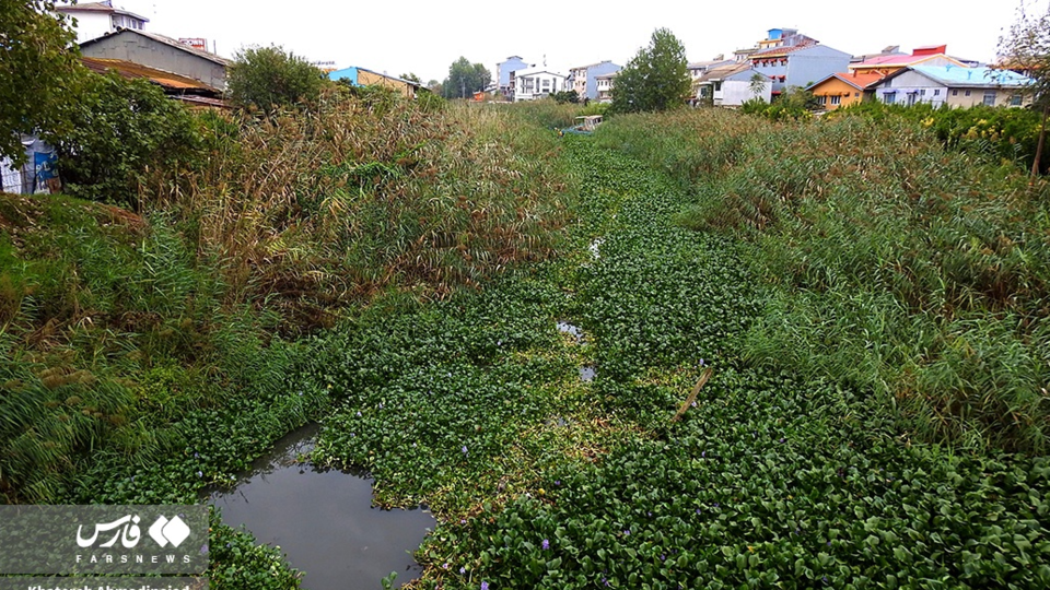 تالاب انزلی تالاب انزلی