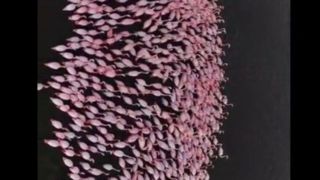 فلامینگوهای مهاجر در تالاب میانکاله فلامینگوهای مهاجر در تالاب میانکاله