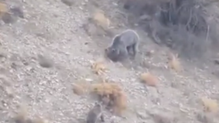 مشاهده خانواده خرس قهوهای در دنا مشاهده خانواده خرس قهوهای در دنا