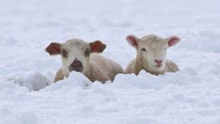چهره مظلومانه گوسفندان گرفتار در برف یک متری! چهره مظلومانه گوسفندان گرفتار در برف یک متری!