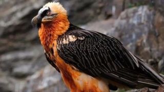 هما میهمان عقاب شد؛ به صرف خوراک بره! هما میهمان عقاب شد؛ به صرف خوراک بره!