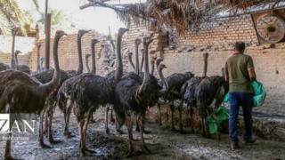 پرورش شتر مرغ در خرمشهر پرورش شتر مرغ در خرمشهر