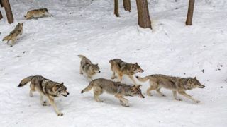 تصاویر نادر از شکار گراز توسط گرگها در مازندران تصاویر نادر از شکار گراز توسط گرگها در مازندران