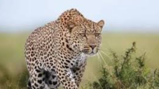 بازیگوشی دو پلنگ ایرانی در جنگلهای سوادکوه بازیگوشی دو پلنگ ایرانی در جنگلهای سوادکوه