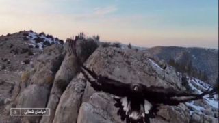 حمله عقاب به پهپاد تصویربرداری در خراسانشمالی حمله عقاب به پهپاد تصویربرداری در خراسانشمالی