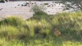 فرار باورنکردنی گورخر با لگدپرانی به صورت شیر فرار باورنکردنی گورخر با لگدپرانی به صورت شیر