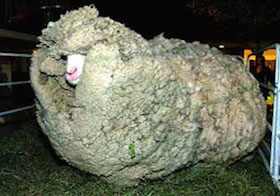 استرالیا خواستار صادرات گوسفند به ایران شد