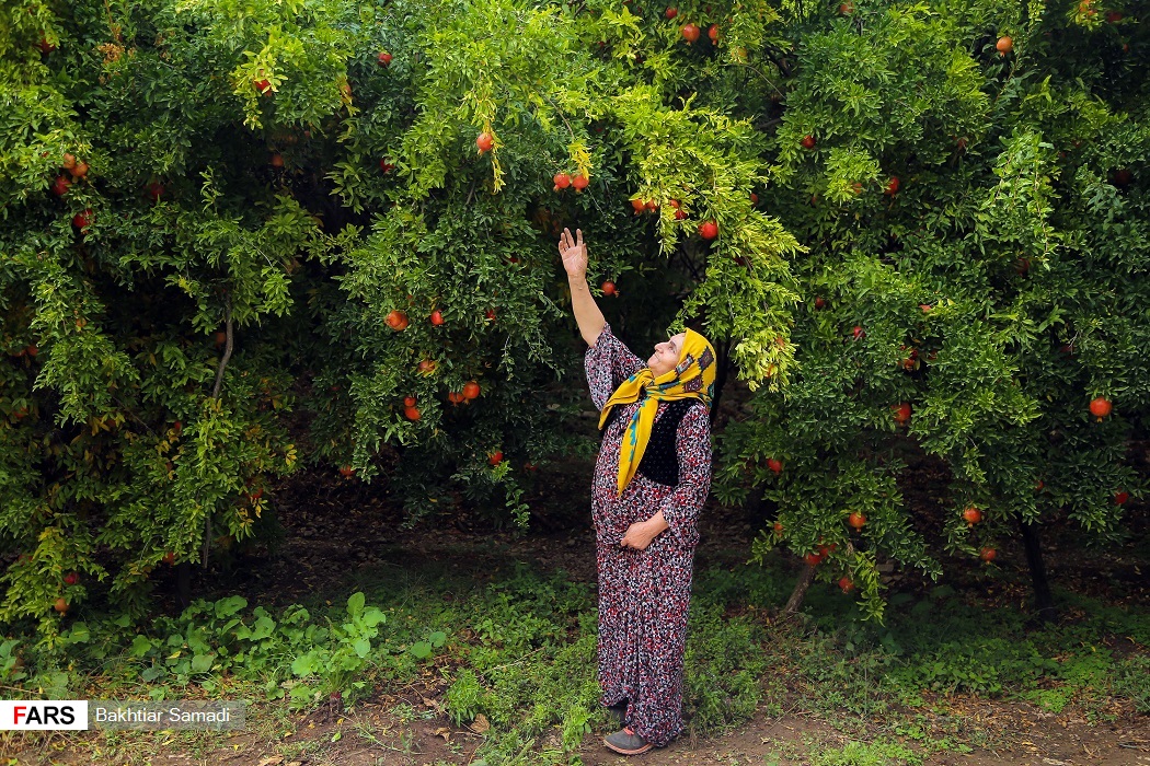 هورامان ثبت جهانی شد + تصویر 17