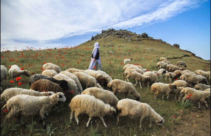 به داد دامداری های کوچک برسید 2