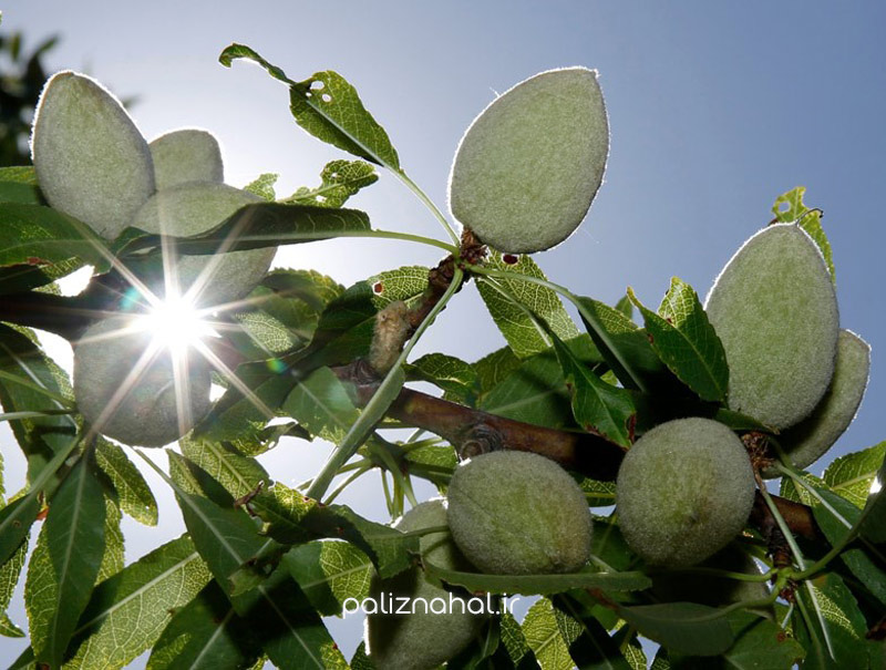 قیمت نهال بادام پیوندی خوشه ای