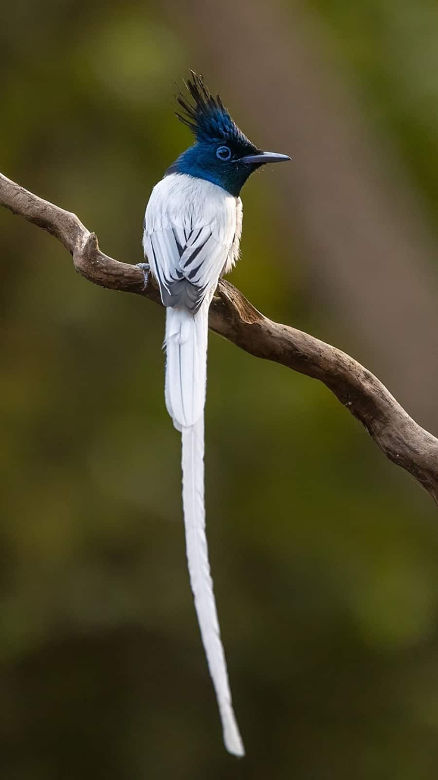 The Indian Paradise Flycatcher