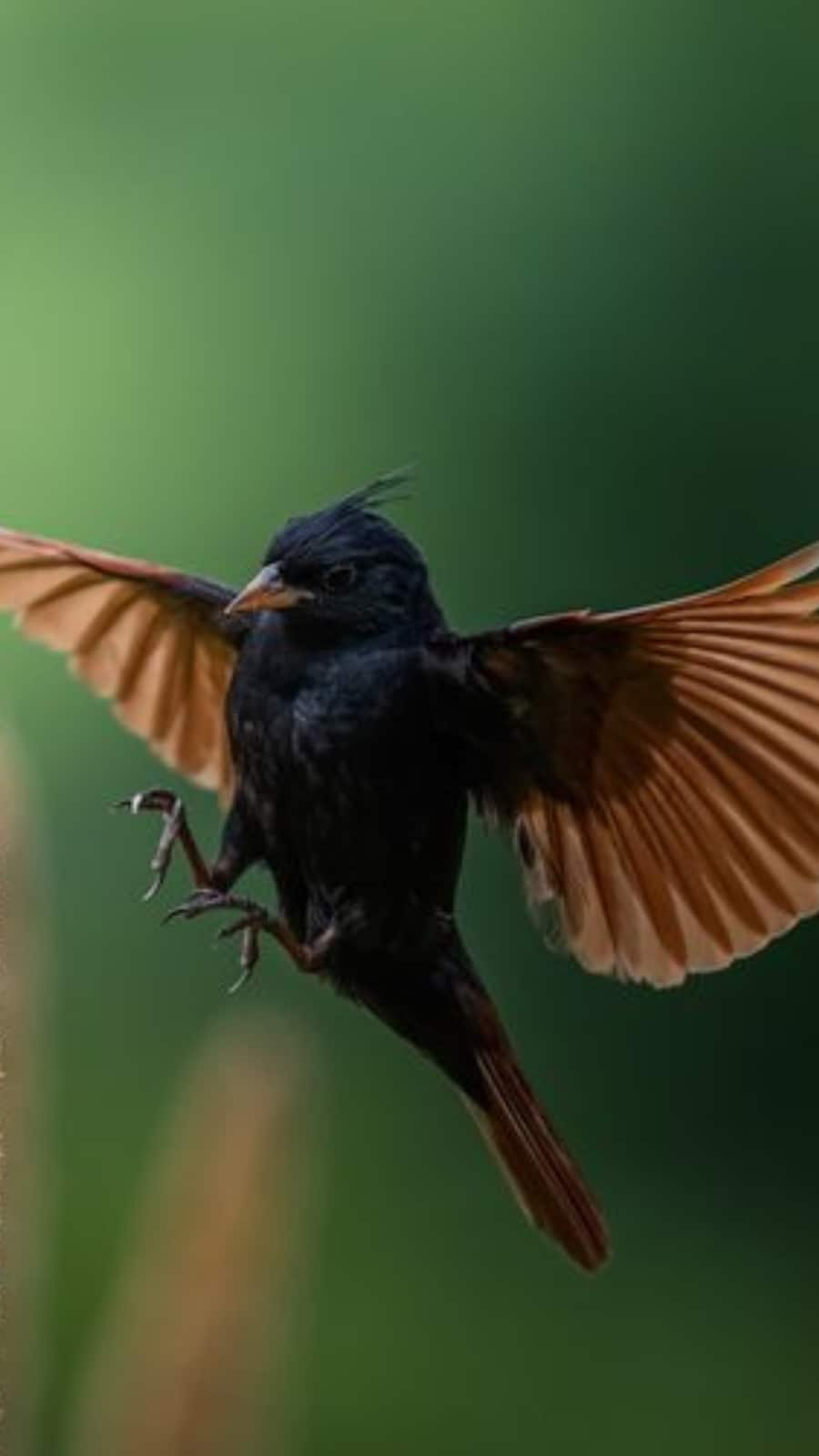 Crested Bunting