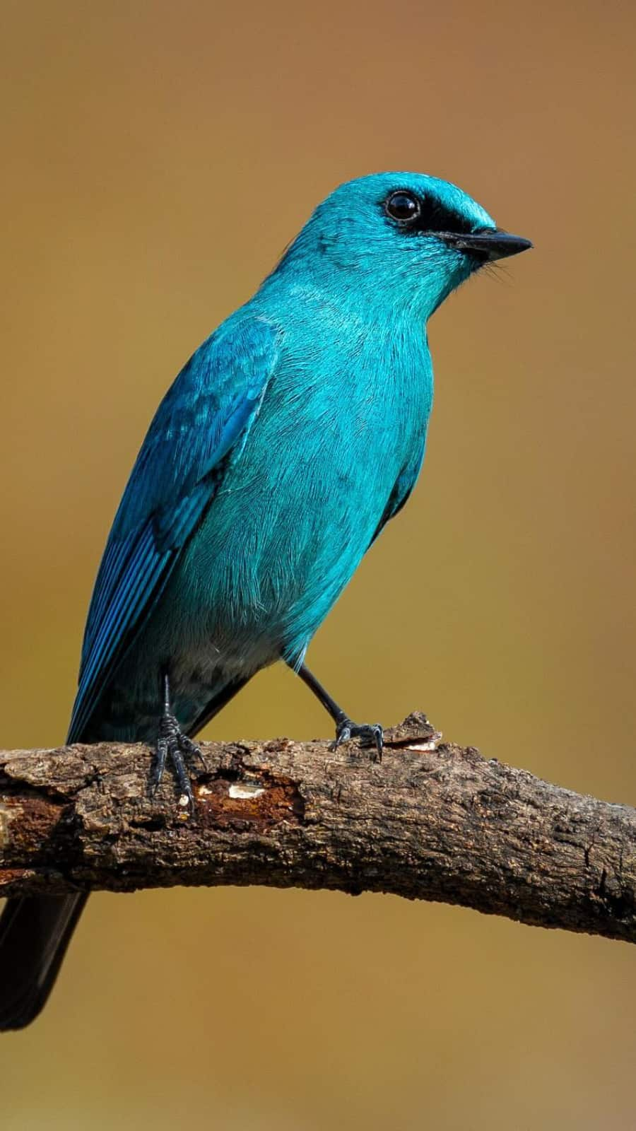 Verditer Flycatcher