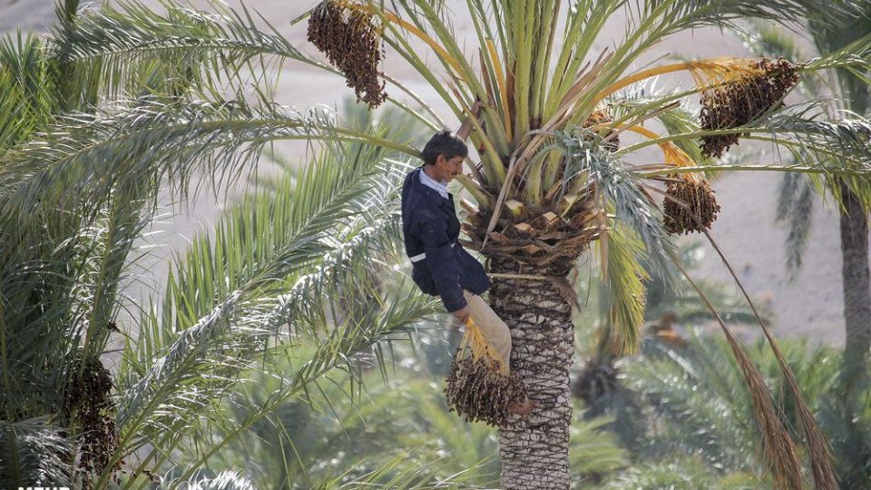 امرار معاش روحانی کشاورز در کنار تبلیغ