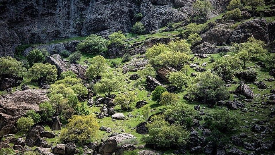 دشت گهواره در منطقه بسطام لرستان