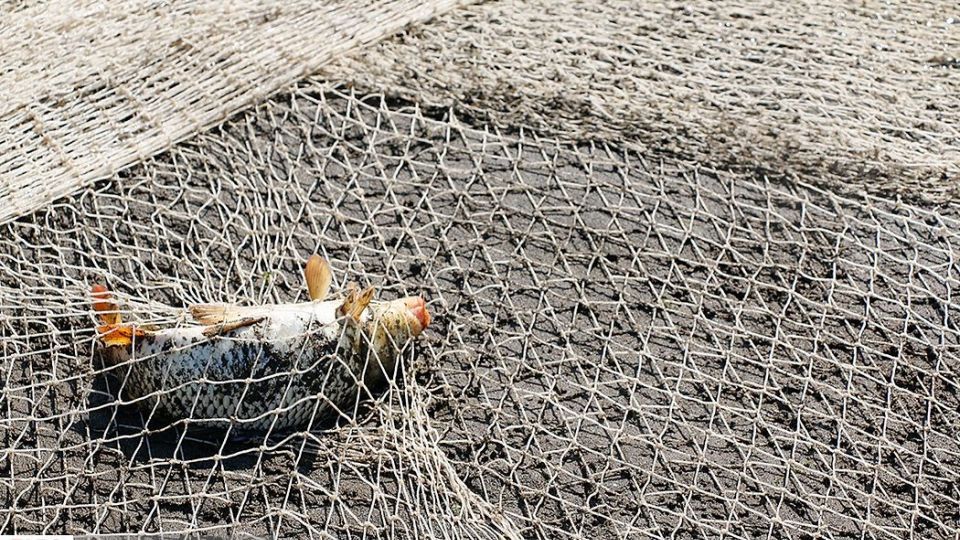 چينيك و چينيك چي چينيك و چينيك چي