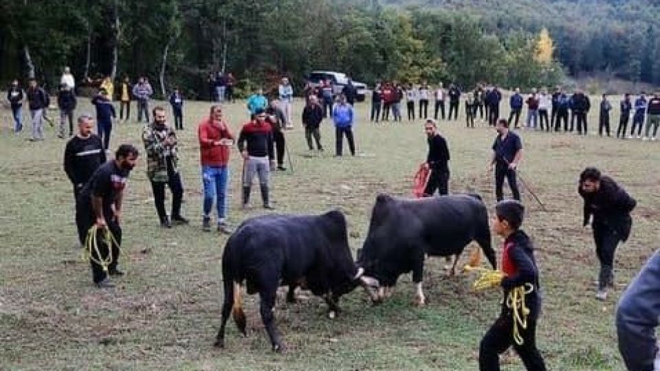 جنون گاوی در قلب جنگل‌های مازندران