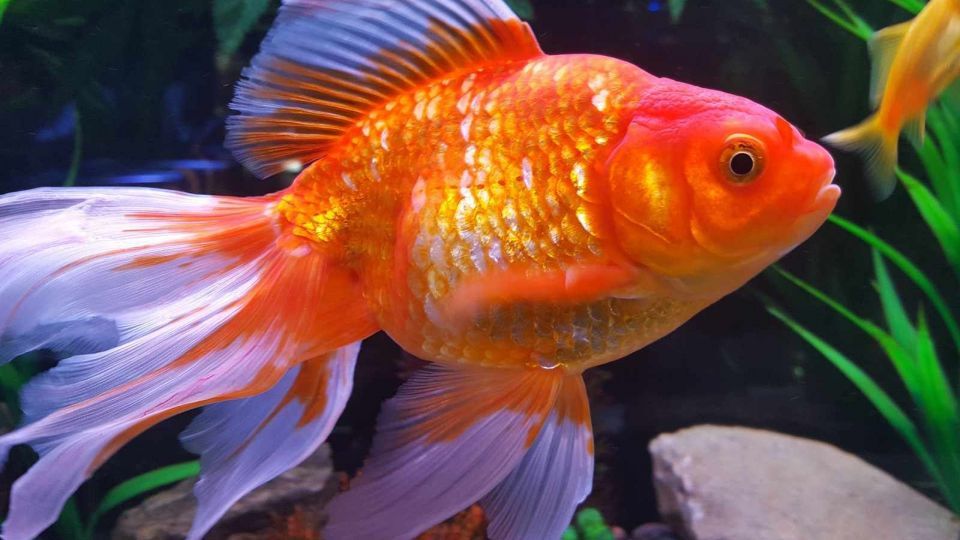 ماهی قرمز نخریم ماهی قرمز نخریم