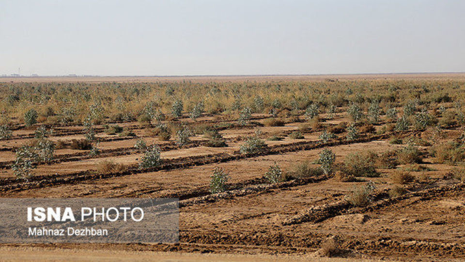 احداث دو پارک جنگلی بین ایران و عراق