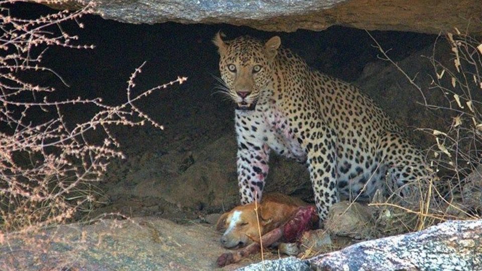 شکار "سگ بلاصاحب" توسط "پلنگ" در فیروزکوه شکار "سگ بلاصاحب" توسط "پلنگ" در فیروزکوه