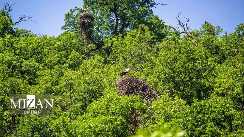 لک لکهای دریاچه زریوار لک لکهای دریاچه زریوار