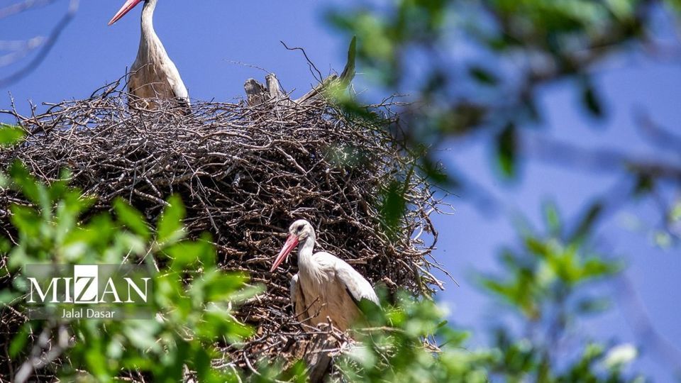 لک لکهای دریاچه زریوار لک لکهای دریاچه زریوار