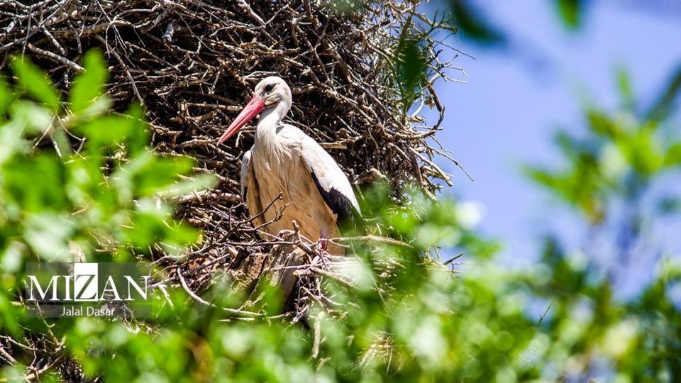 لک لکهای دریاچه زریوار لک لکهای دریاچه زریوار