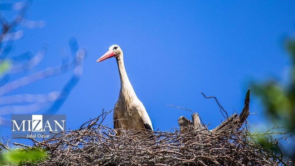 لک لکهای دریاچه زریوار لک لکهای دریاچه زریوار