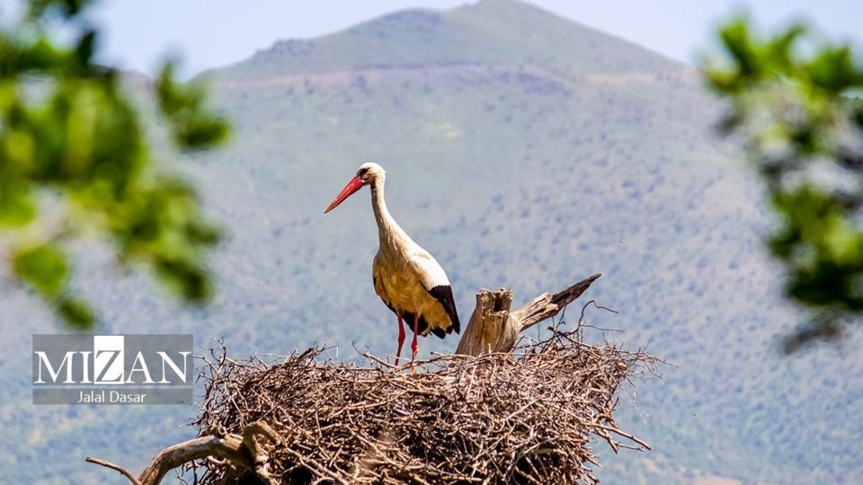 لک لکهای دریاچه زریوار لک لکهای دریاچه زریوار