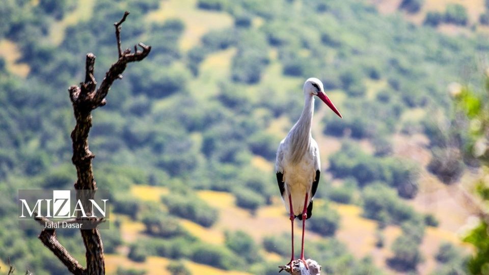 لک لکهای دریاچه زریوار لک لکهای دریاچه زریوار