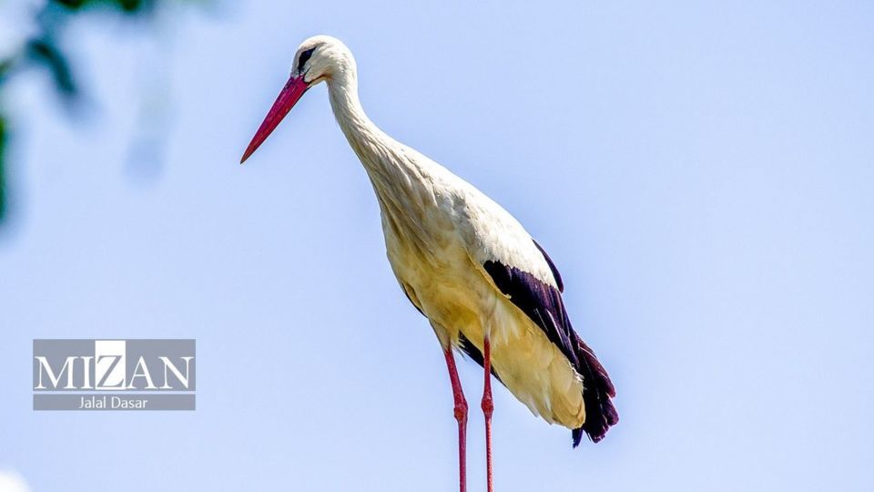 لک لکهای دریاچه زریوار لک لکهای دریاچه زریوار