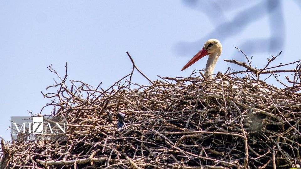 لک لکهای دریاچه زریوار لک لکهای دریاچه زریوار