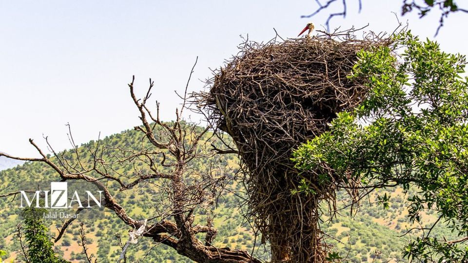 لک لکهای دریاچه زریوار لک لکهای دریاچه زریوار