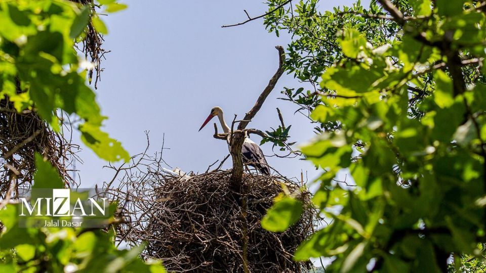 لک لکهای دریاچه زریوار لک لکهای دریاچه زریوار