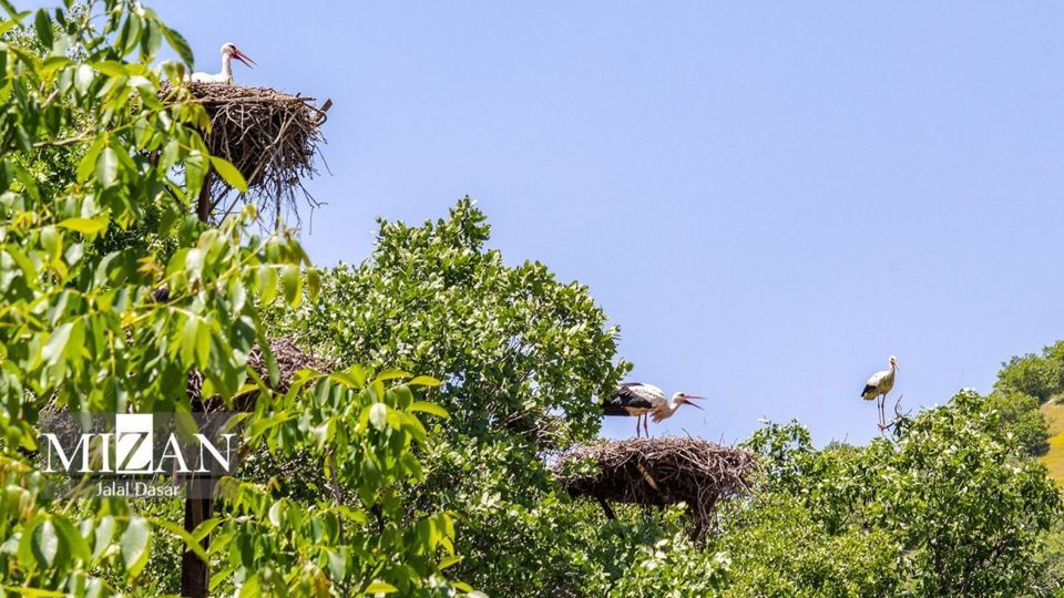 لک لکهای دریاچه زریوار لک لکهای دریاچه زریوار