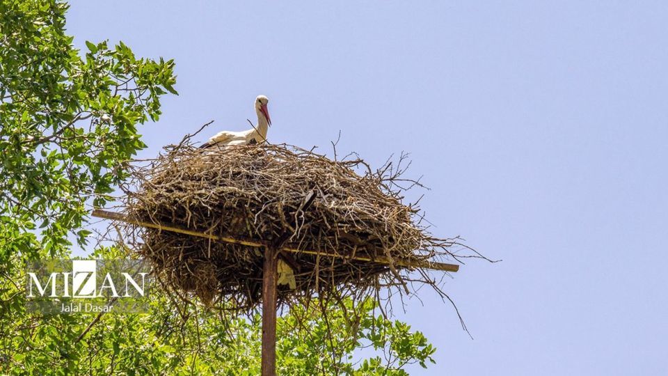 لک لکهای دریاچه زریوار لک لکهای دریاچه زریوار