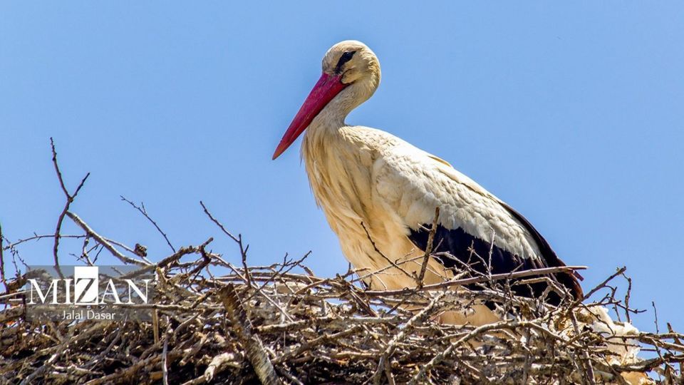 لک لکهای دریاچه زریوار لک لکهای دریاچه زریوار