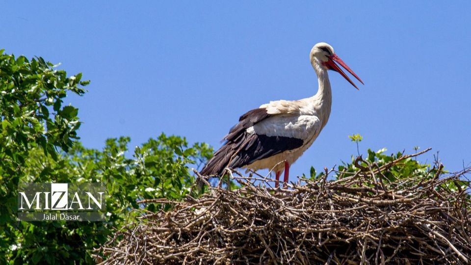 لک لکهای دریاچه زریوار لک لکهای دریاچه زریوار