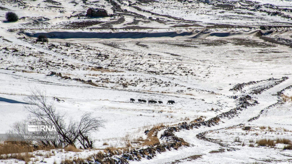 پرسه در برف- گلستان