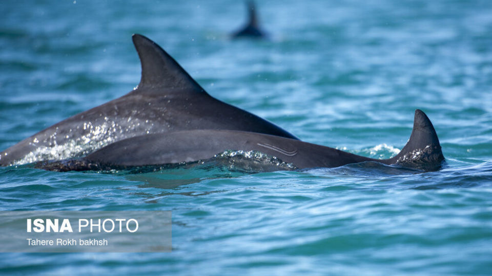 جزیره هنگام - استان هرمزگان جزیره هنگام - استان هرمزگان