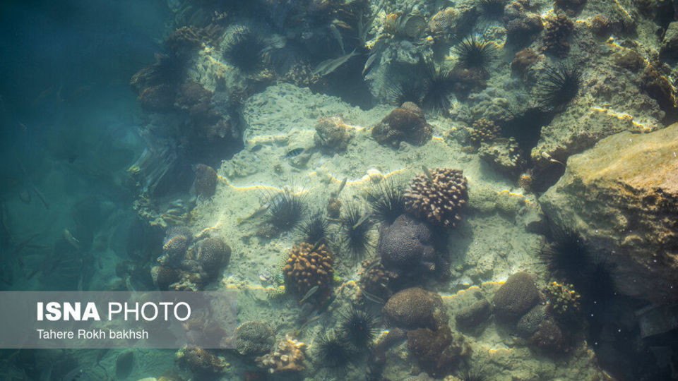جزیره هنگام - استان هرمزگان جزیره هنگام - استان هرمزگان
