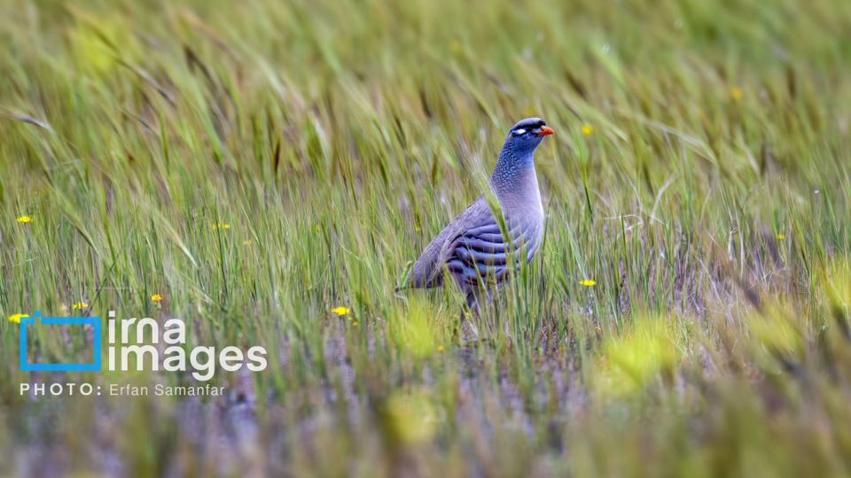 پرنده نگری پرنده نگری